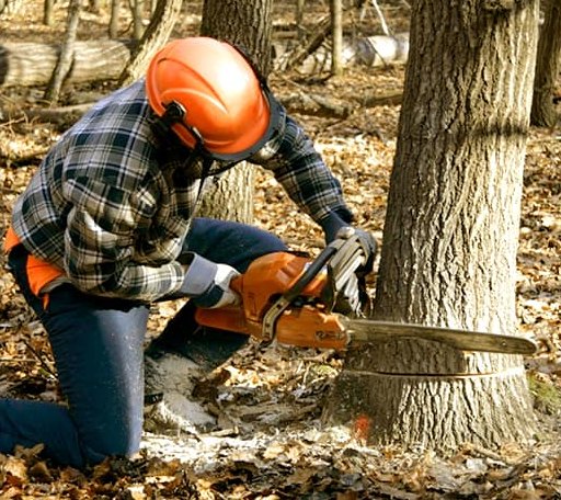 Tree Removal in Higbee, MO